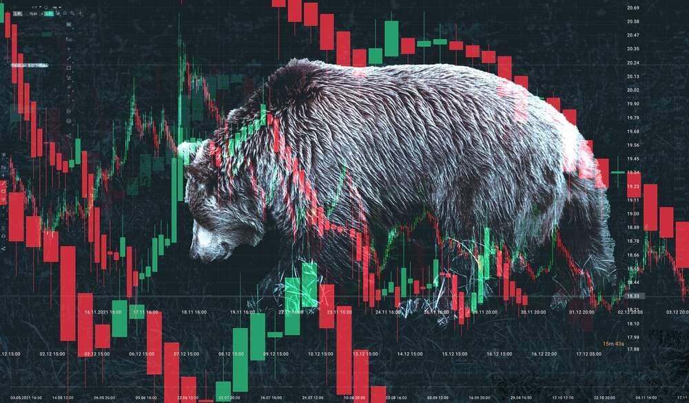 Last Bear Standing