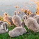 Seven Grey Swans, One Year Later