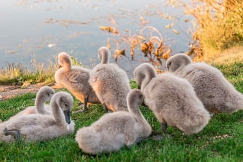 7 Grey Swan Predictions