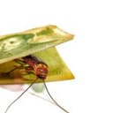 New Cockroaches Emerge