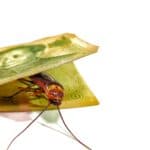 New Cockroaches Emerge