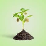 Dollar 2.0 Sewing Seeds