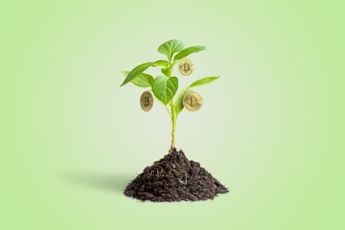 Dollar 2.0 Sewing Seeds