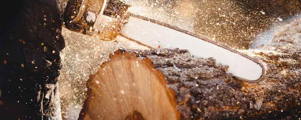 Bonfire in Timber (Prices)!