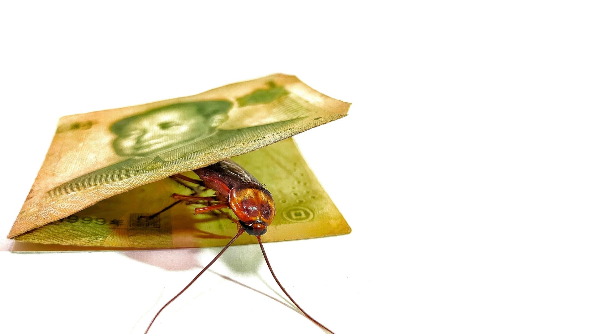 New Cockroaches Emerge