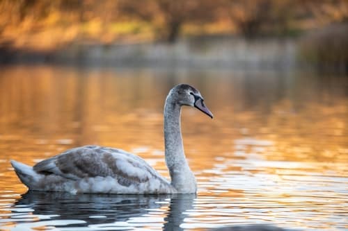Legacy of the Grey Swan, Part I